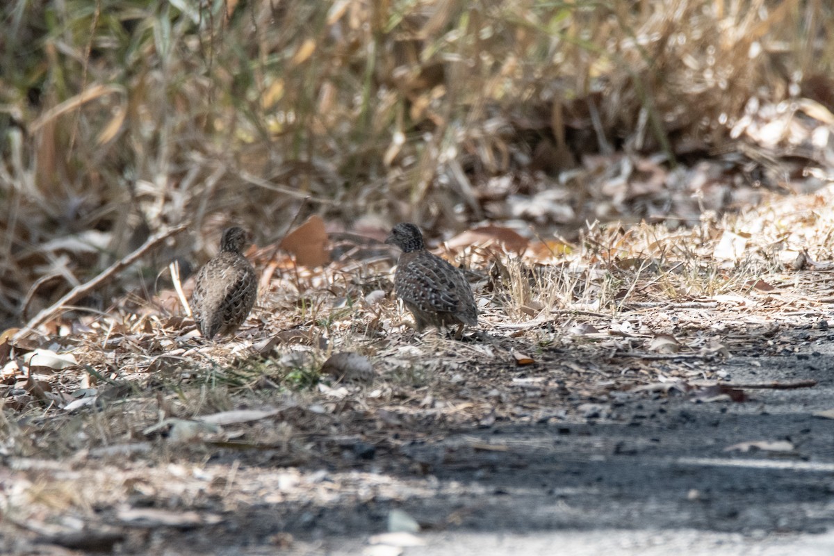 Painted Buttonquail - ML643326468