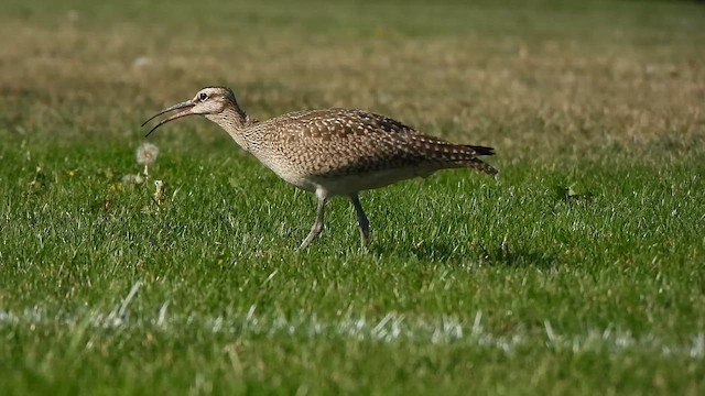Whimbrel (Hudsonian) - ML643326480