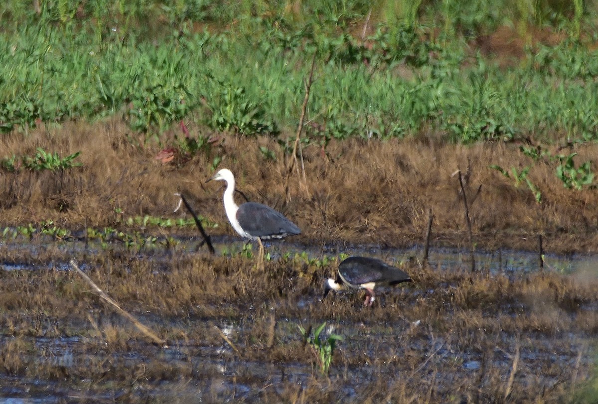 Pacific Heron - ML643326486