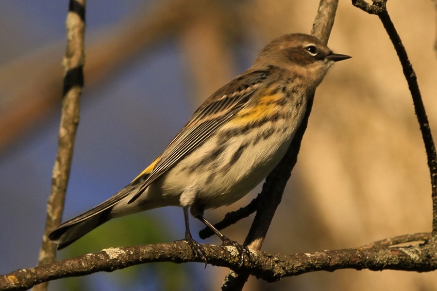 Yellow-rumped Warbler - ML643326510
