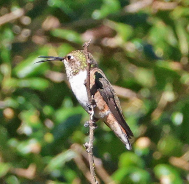 Colibrí de Allen - ML643326527