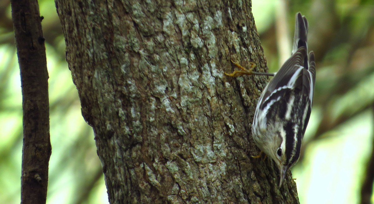 Black-and-white Warbler - ML643326572