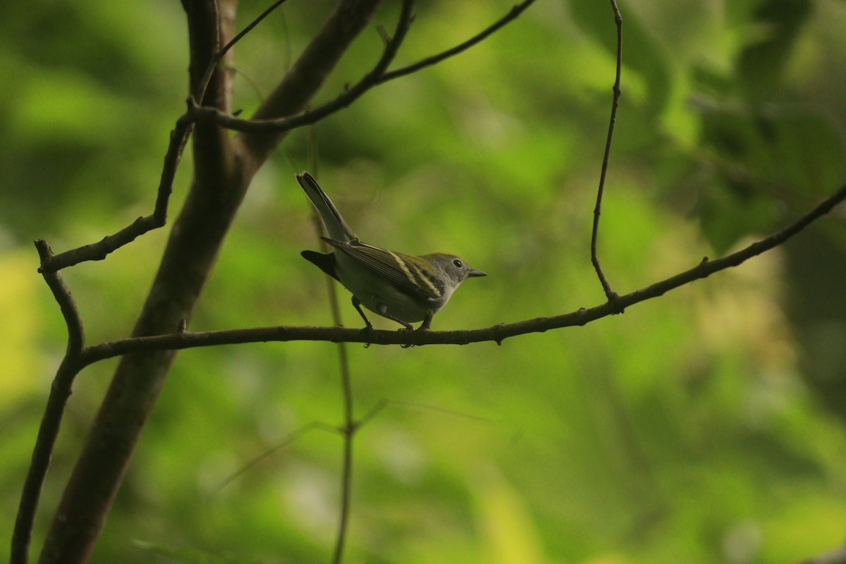 Chestnut-sided Warbler - ML643326574