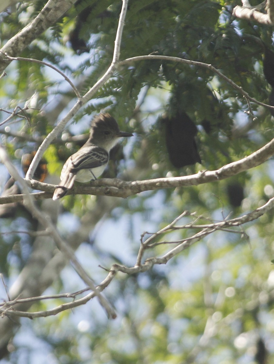 La Sagra's Flycatcher - ML643326596