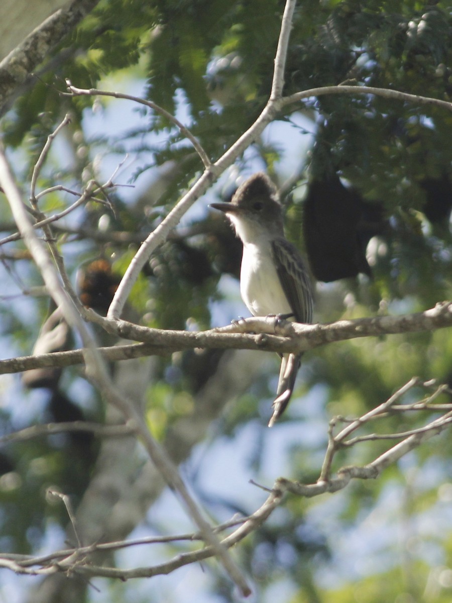 La Sagra's Flycatcher - ML643326597