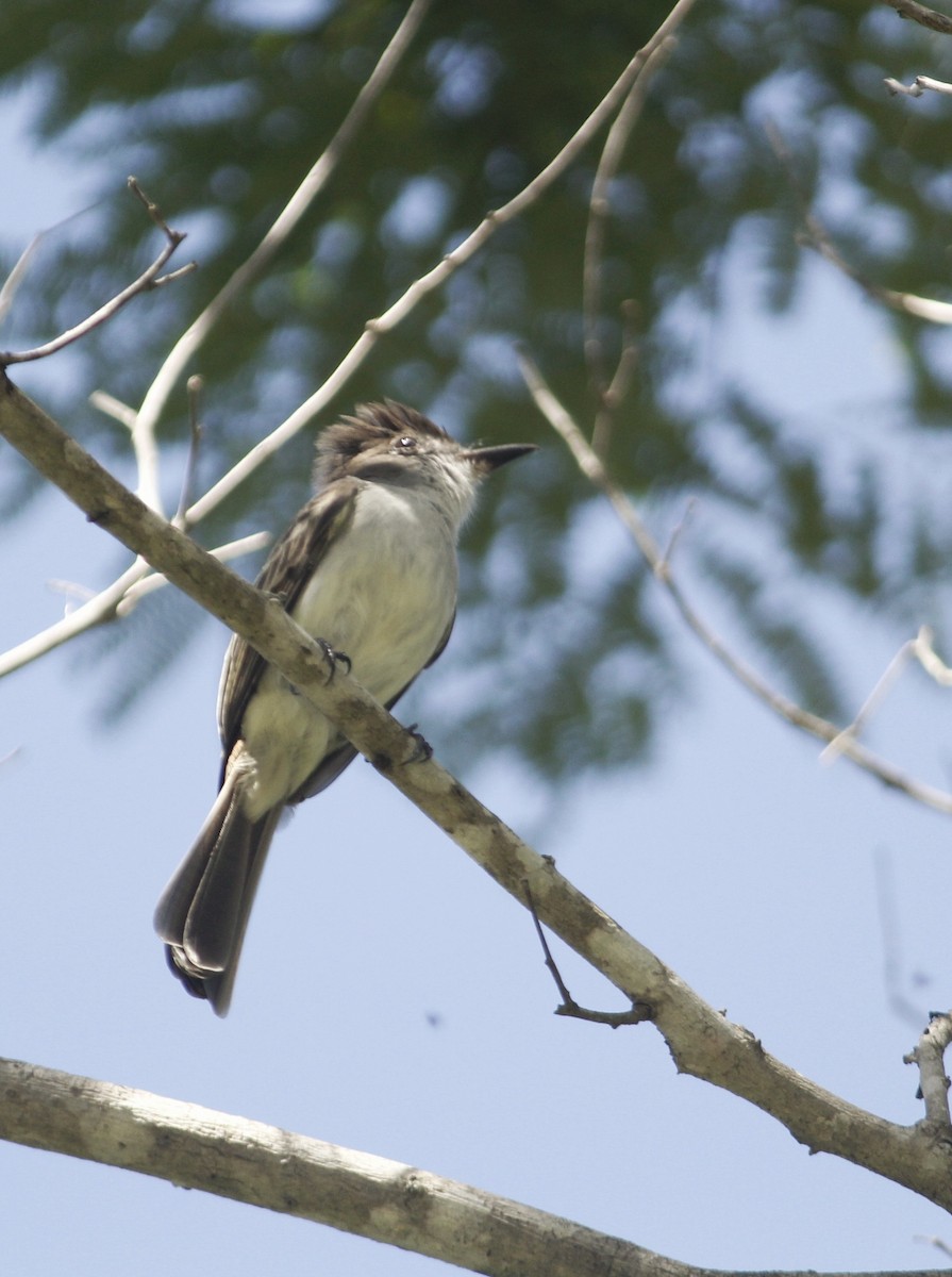 La Sagra's Flycatcher - ML643326598