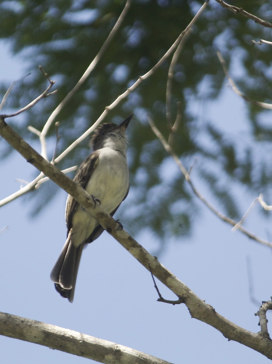 La Sagra's Flycatcher - ML643326599