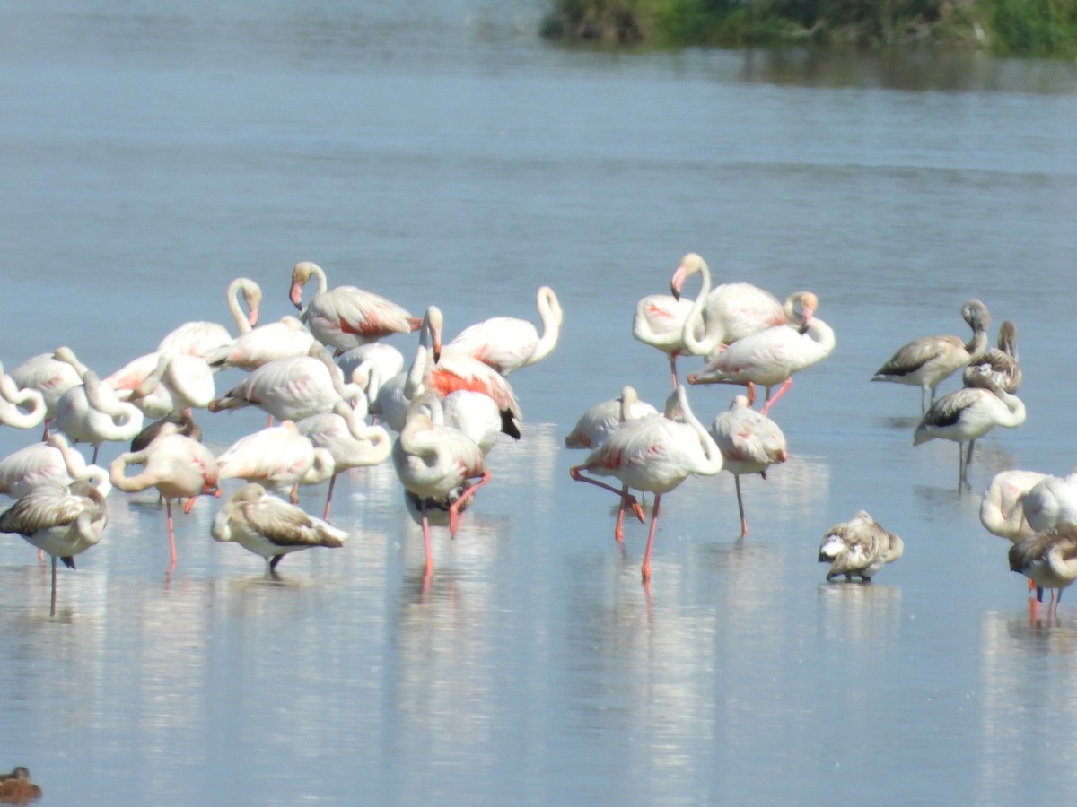 Greater Flamingo - ML643326614