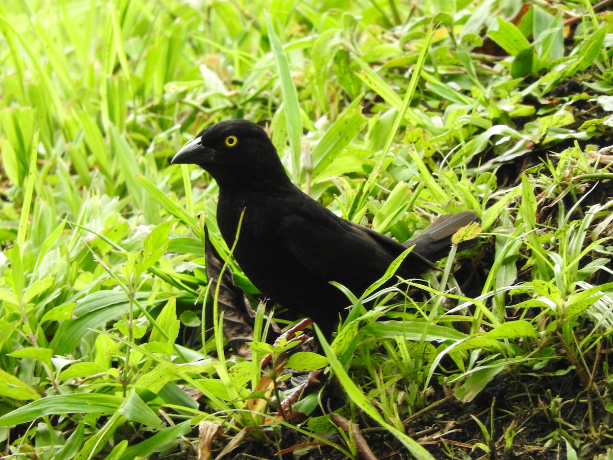 Vieillot's Black Weaver - ML643326621