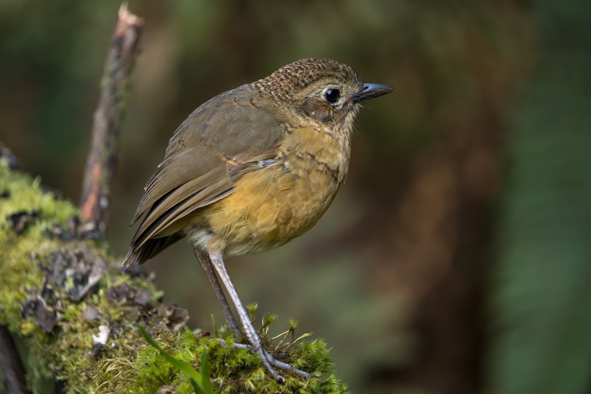 Tawny Antpitta - ML643326637