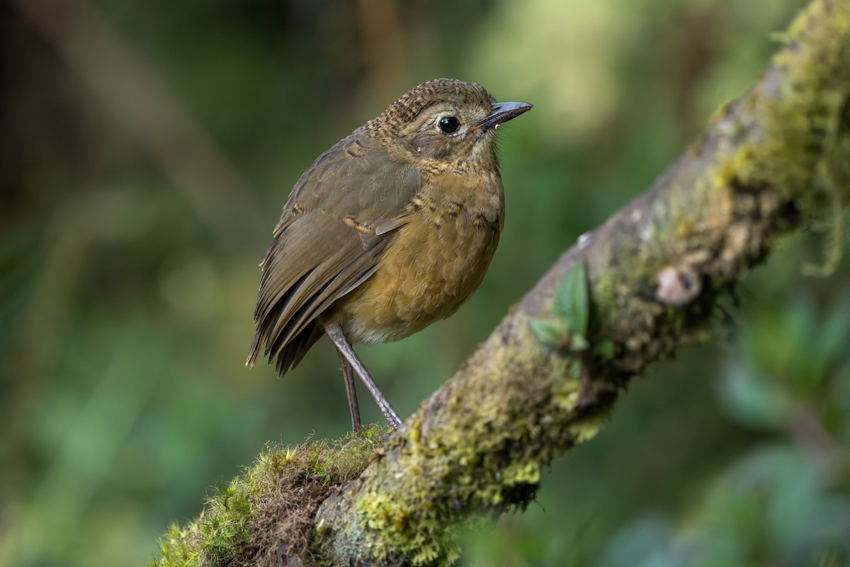 Tawny Antpitta - ML643326638