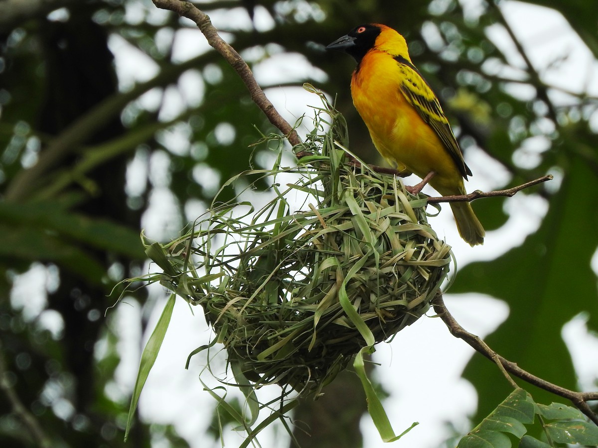 Village Weaver - ML643326648