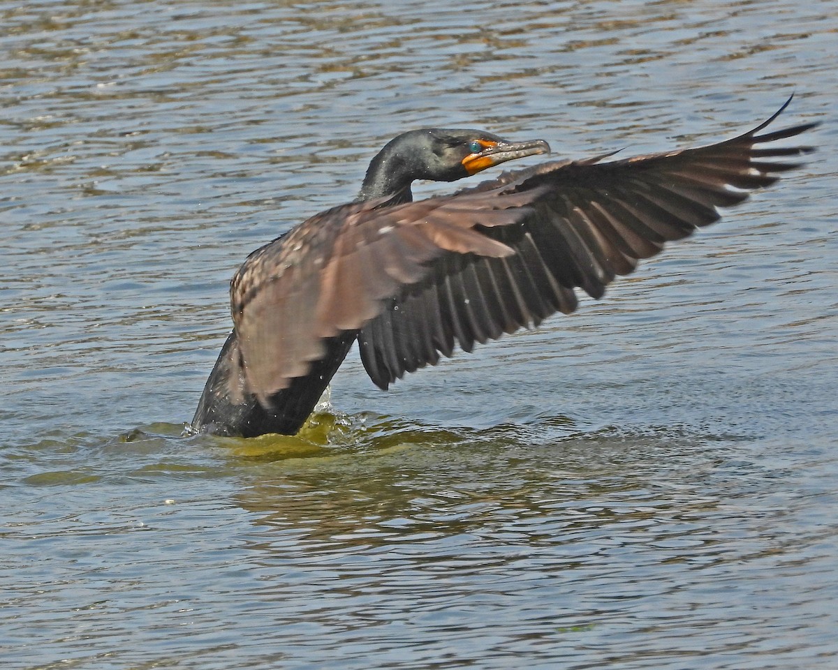 Cormoran à aigrettes - ML643326664