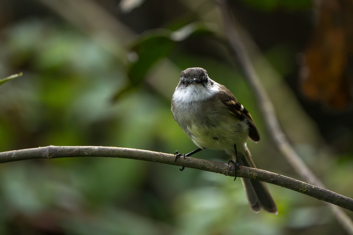 White-throated Tyrannulet - ML643326677