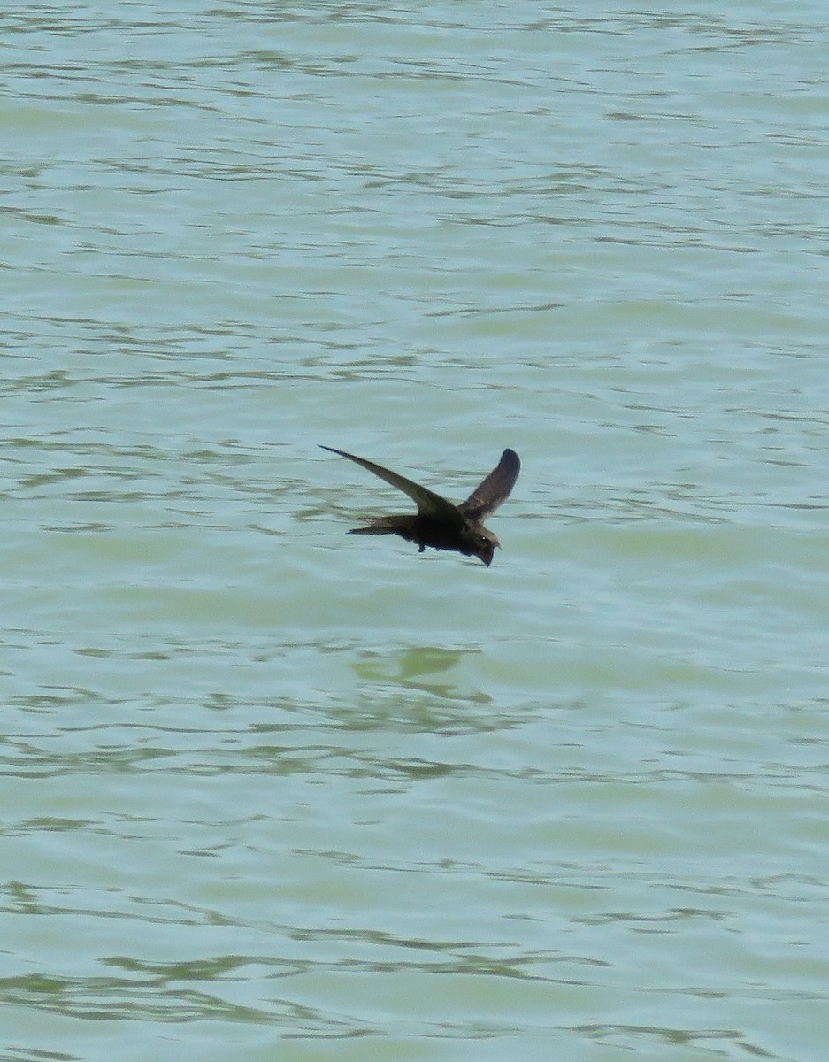 Common Swift - ML643326690