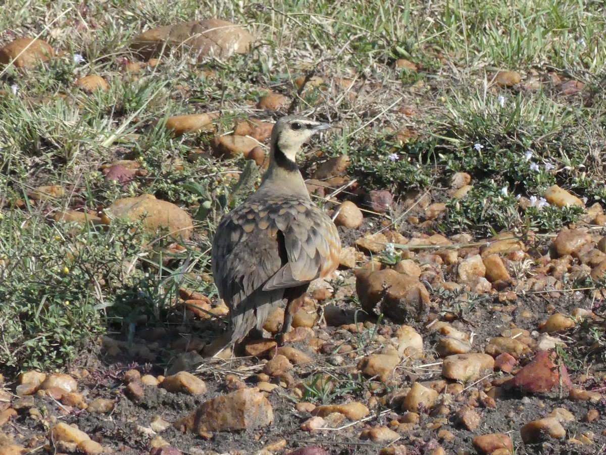 Yellow-throated Sandgrouse - ML643326691