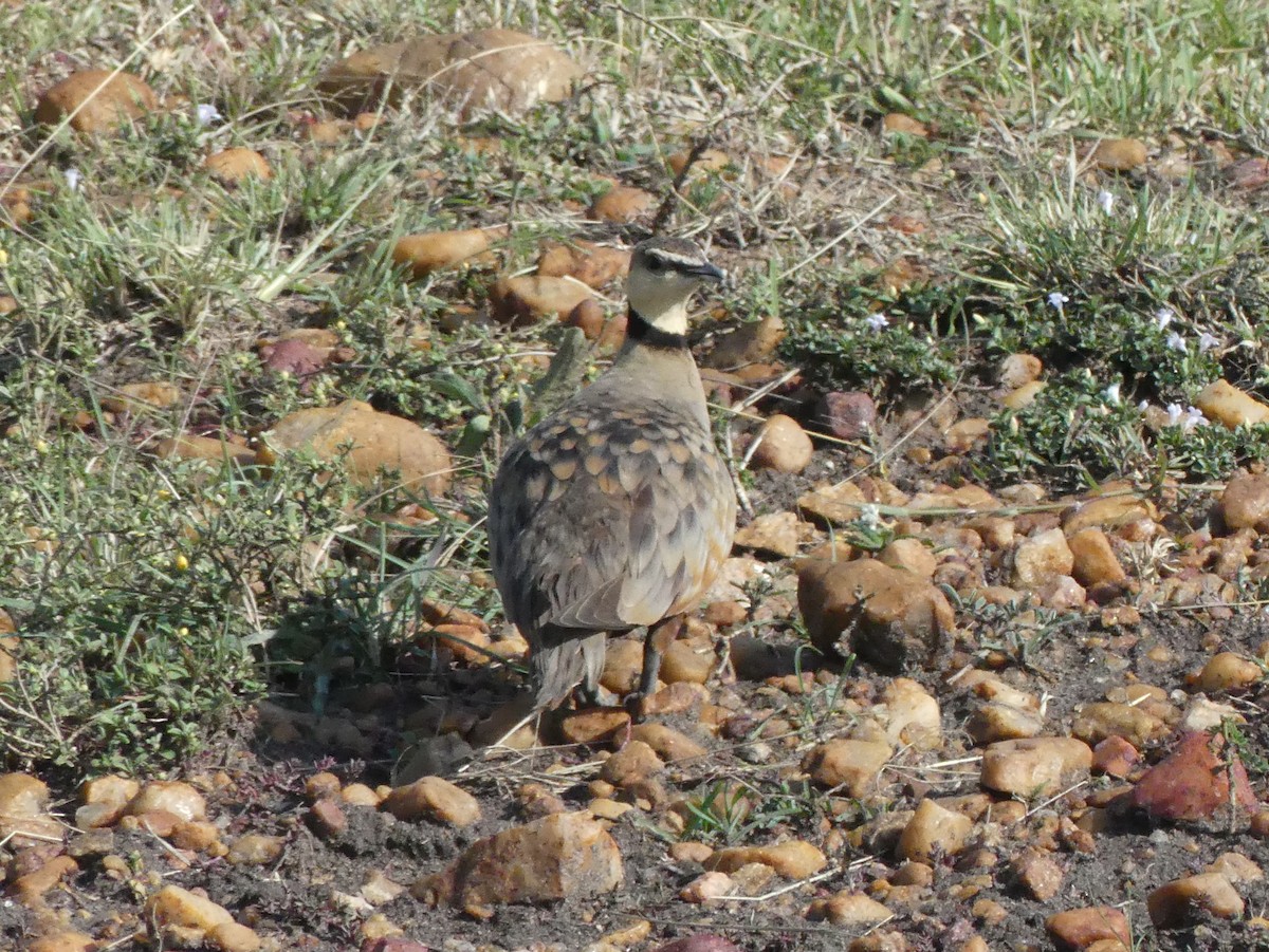 Yellow-throated Sandgrouse - ML643326692