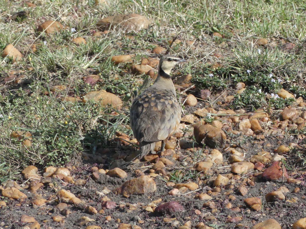 Yellow-throated Sandgrouse - ML643326693