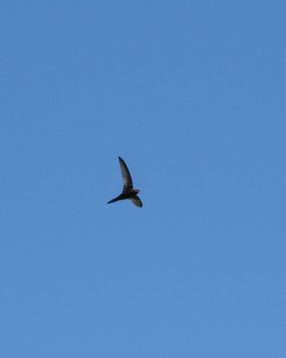 Common Swift - ML643326695