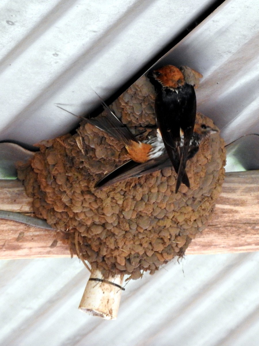 Lesser Striped Swallow - ML643326698