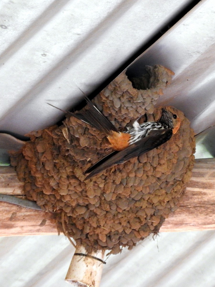 Lesser Striped Swallow - ML643326699