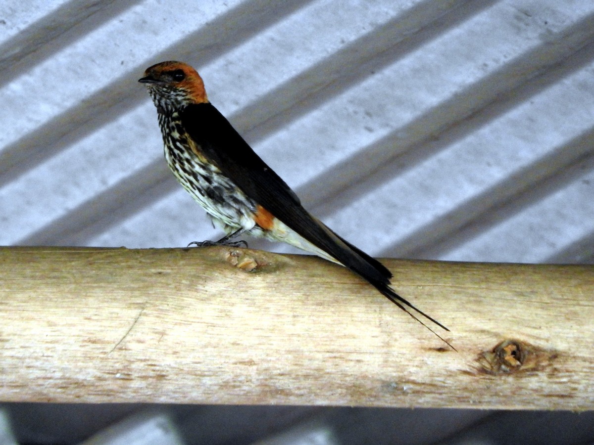 Lesser Striped Swallow - ML643326700
