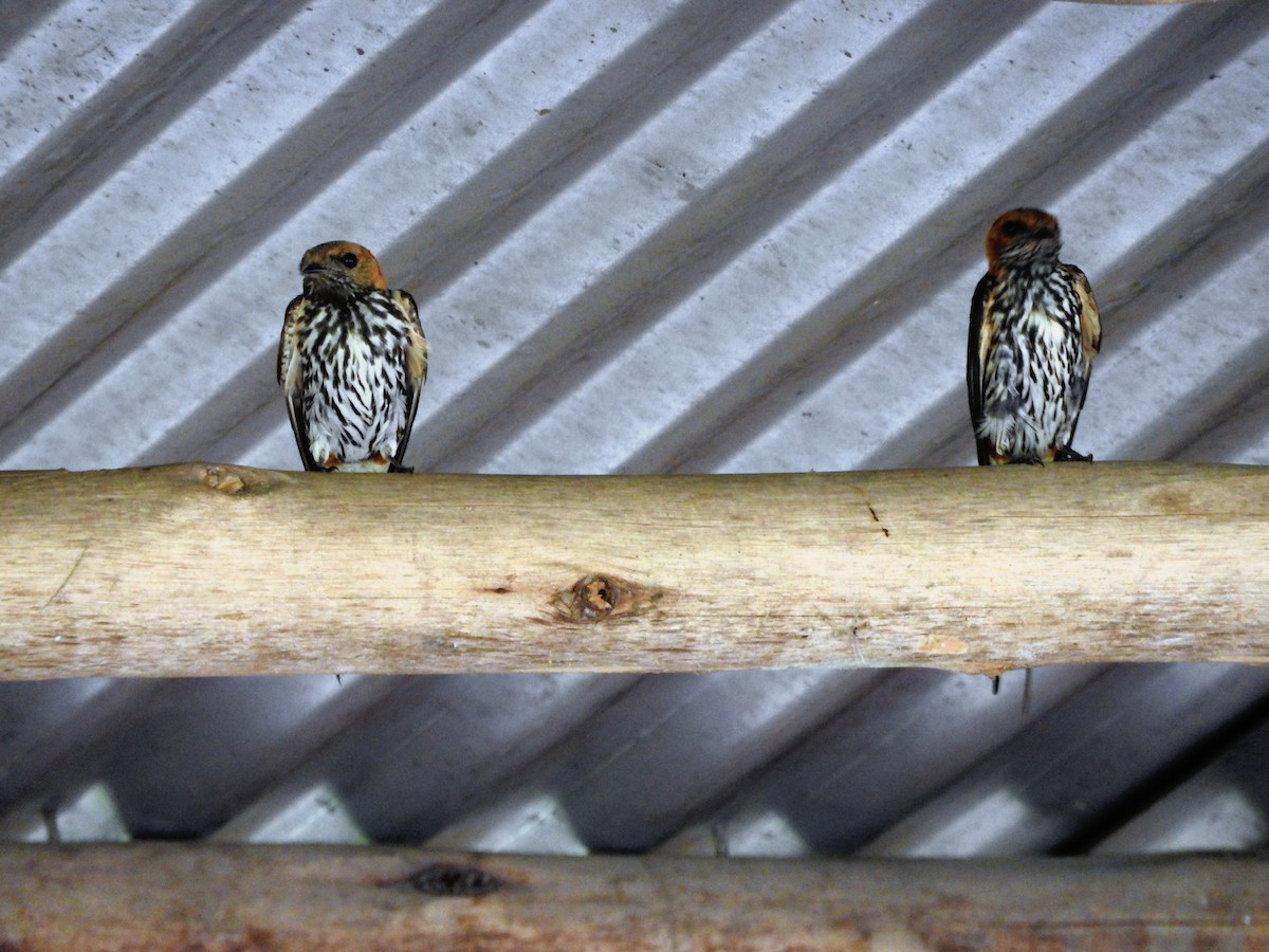Lesser Striped Swallow - ML643326701