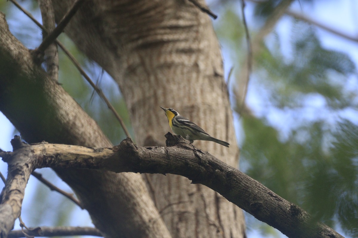 Yellow-throated Warbler - ML643326705