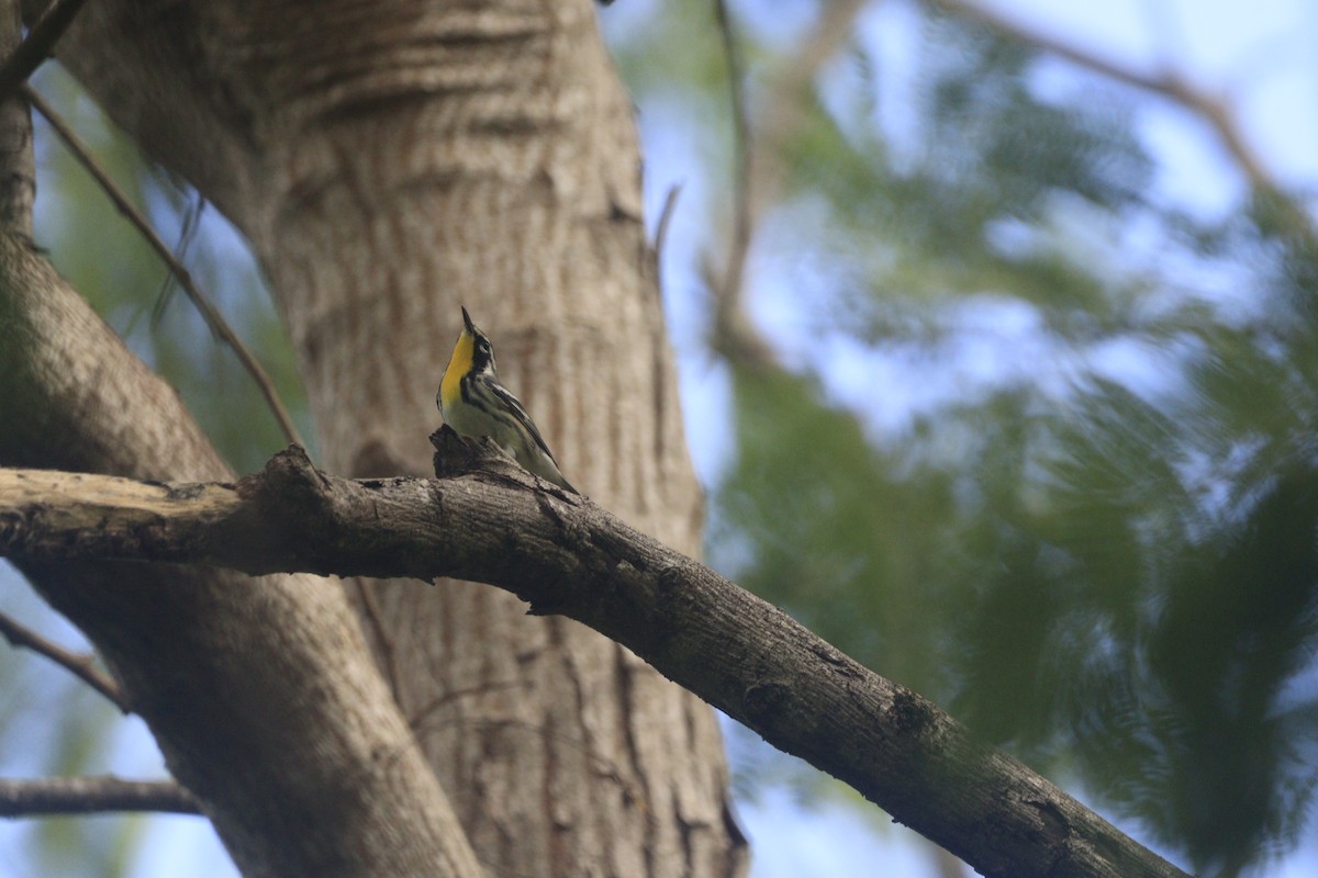 Yellow-throated Warbler - ML643326706