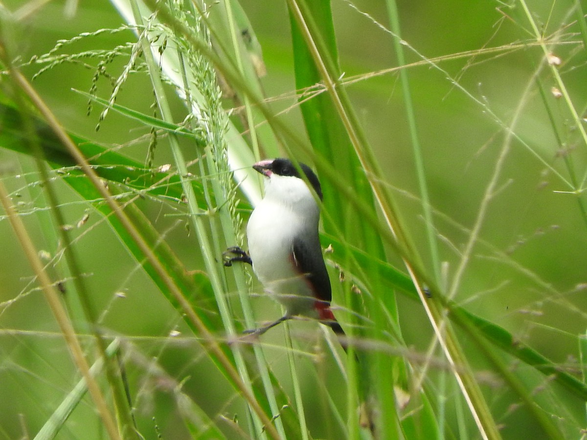 Black-crowned Waxbill - ML643326751