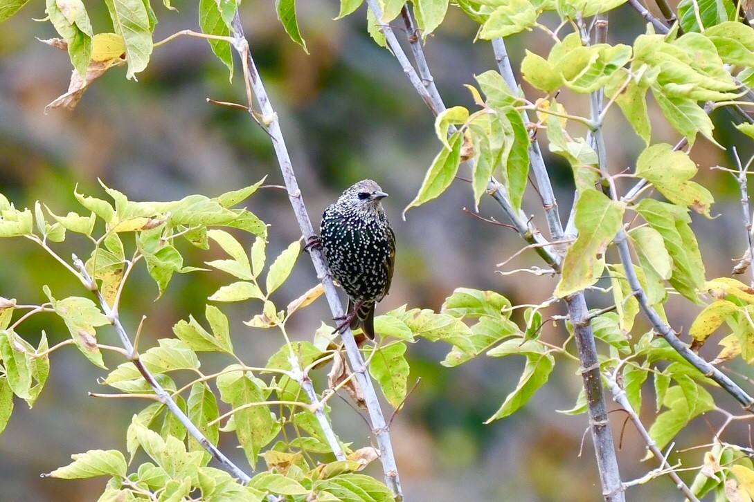 ホシムクドリ - ML643326786