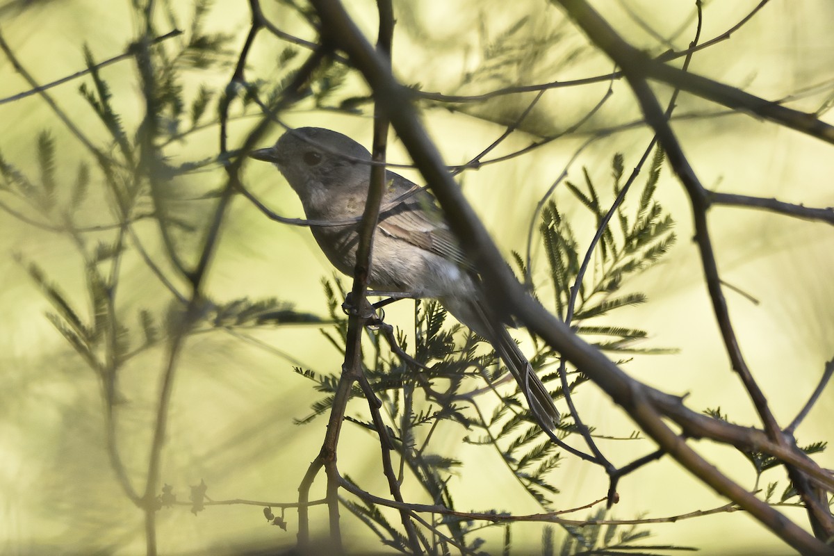 Golden Whistler (Eastern) - ML643326802