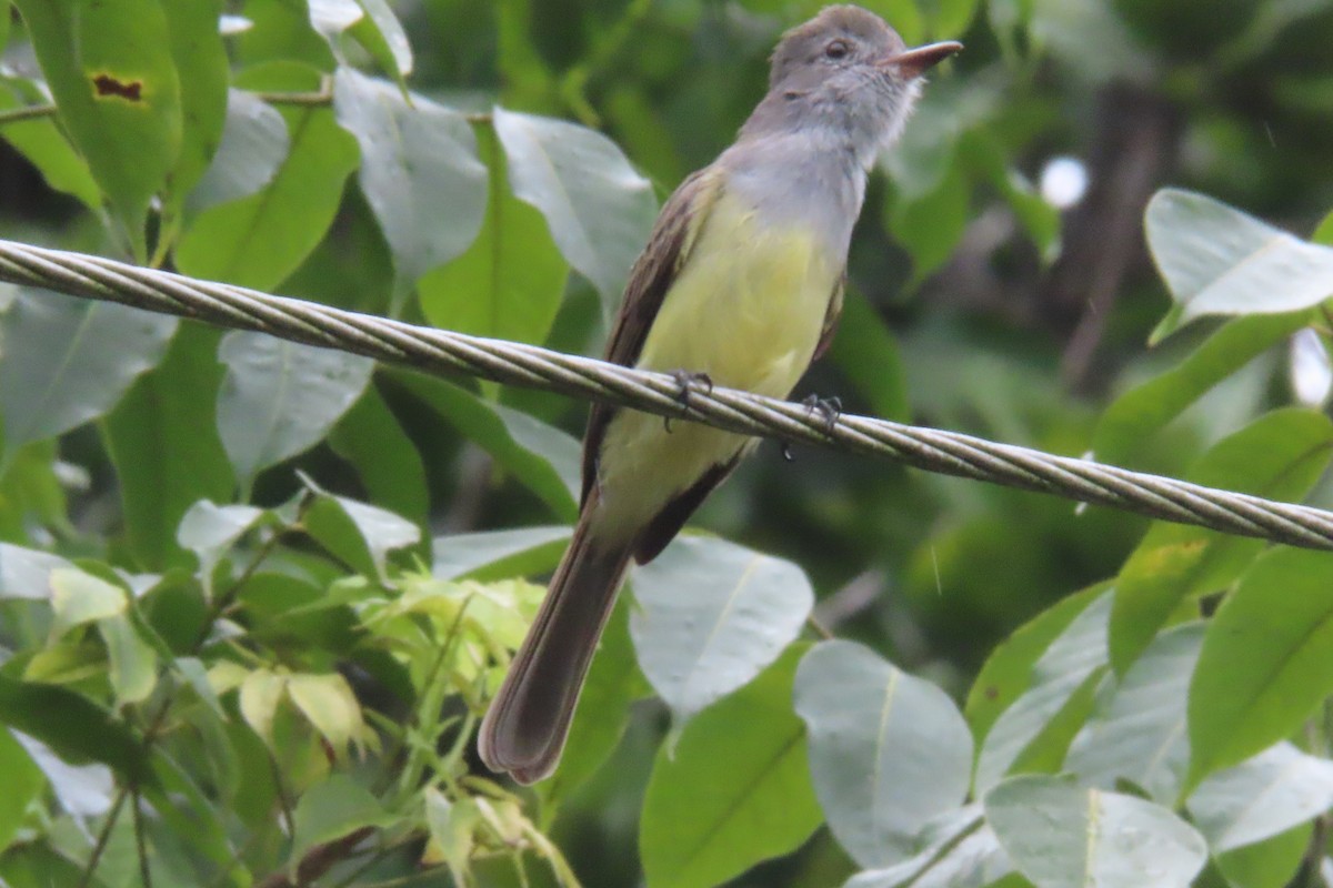 Panama Flycatcher - ML643326809