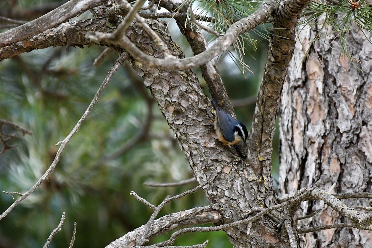 ムネアカゴジュウカラ - ML643326815