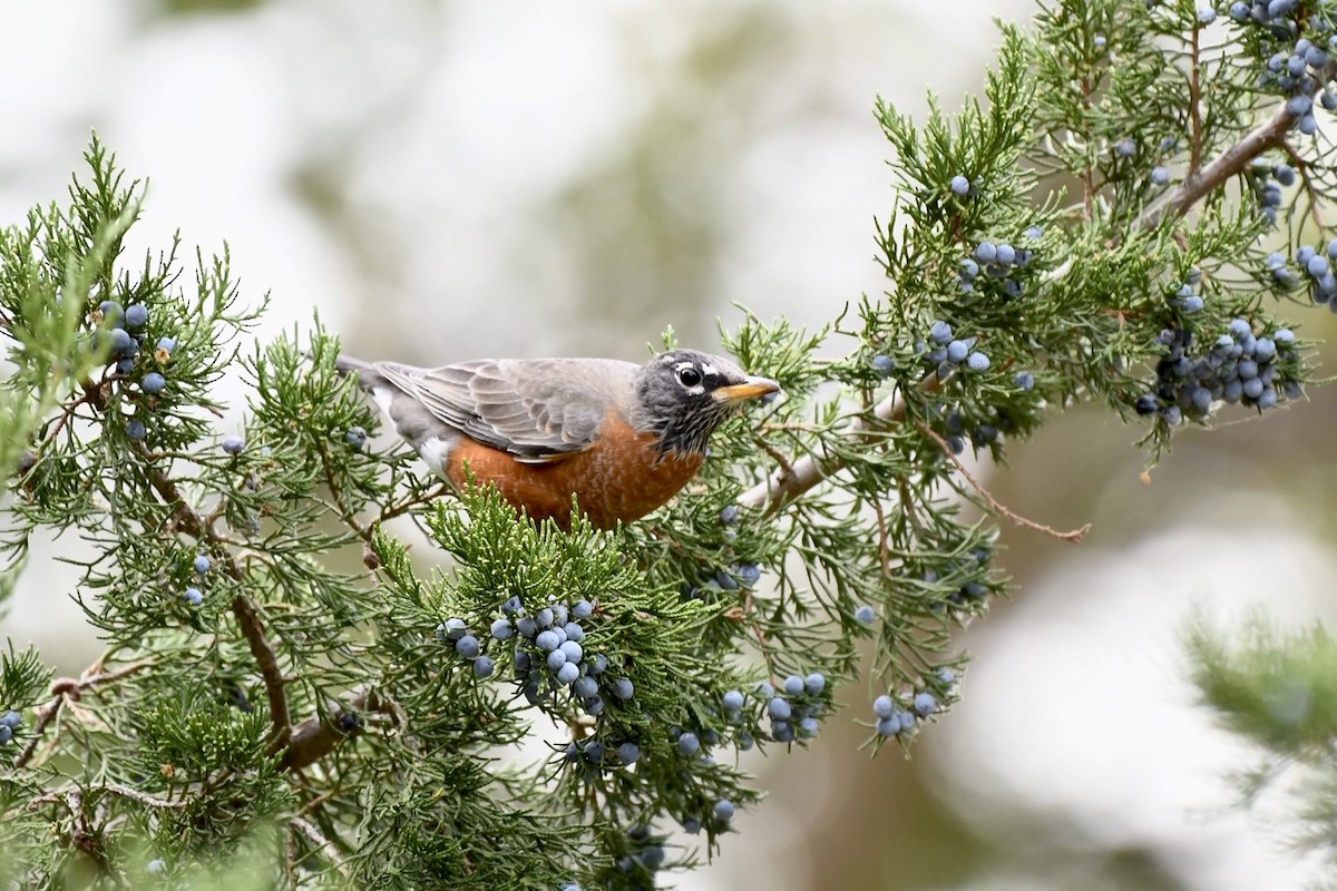 コマツグミ - ML643326833