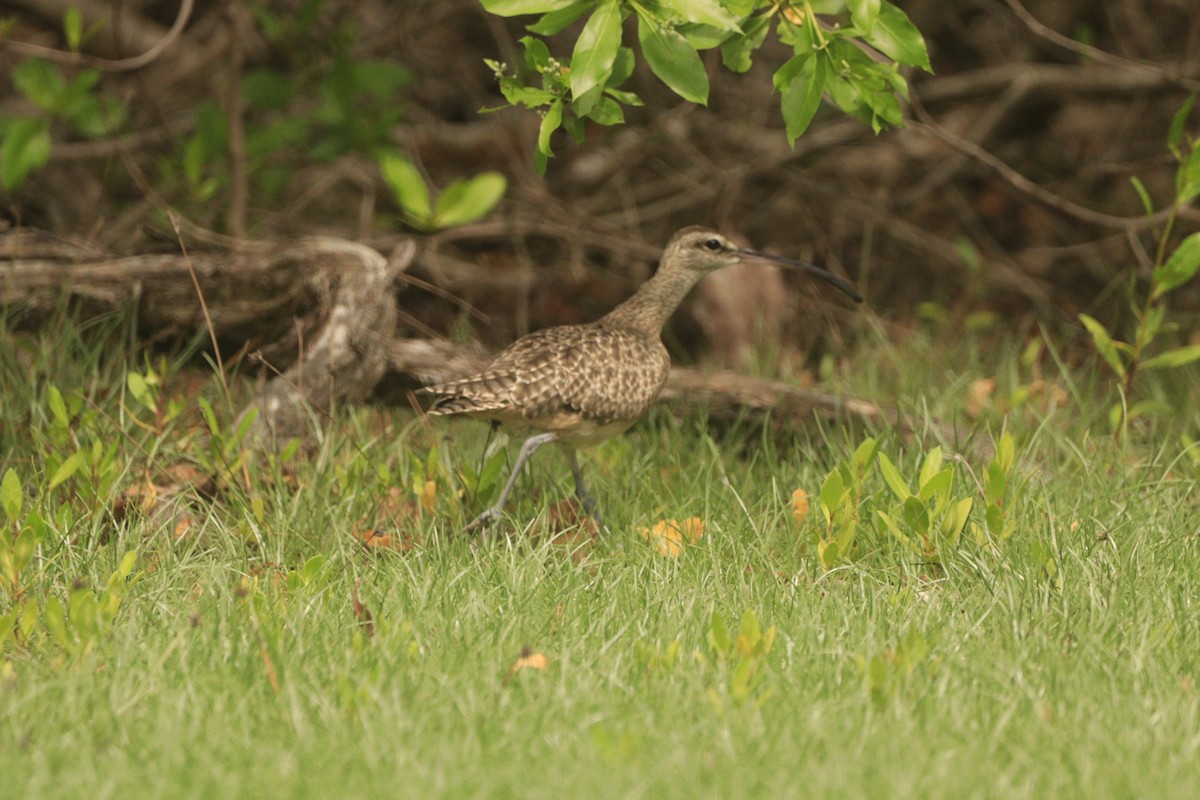 Whimbrel (Hudsonian) - ML643326836