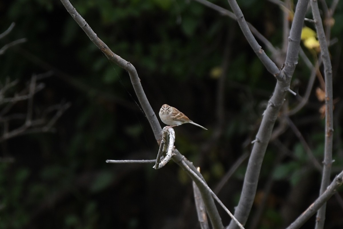 チャガシラヒメドリ - ML643326864