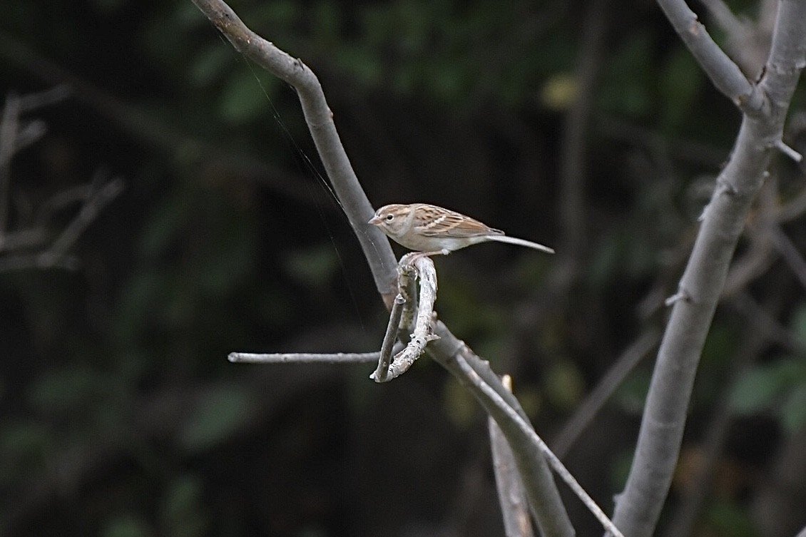 チャガシラヒメドリ - ML643326865