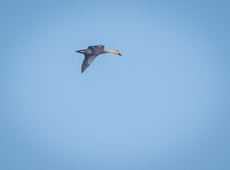 Indian Spot-billed Duck - ML643326873