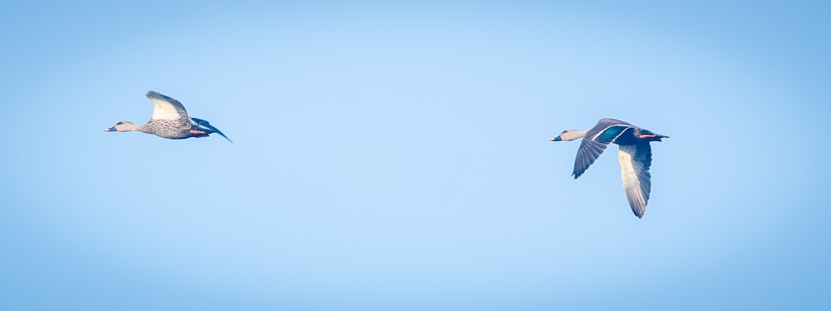 Indian Spot-billed Duck - ML643326874