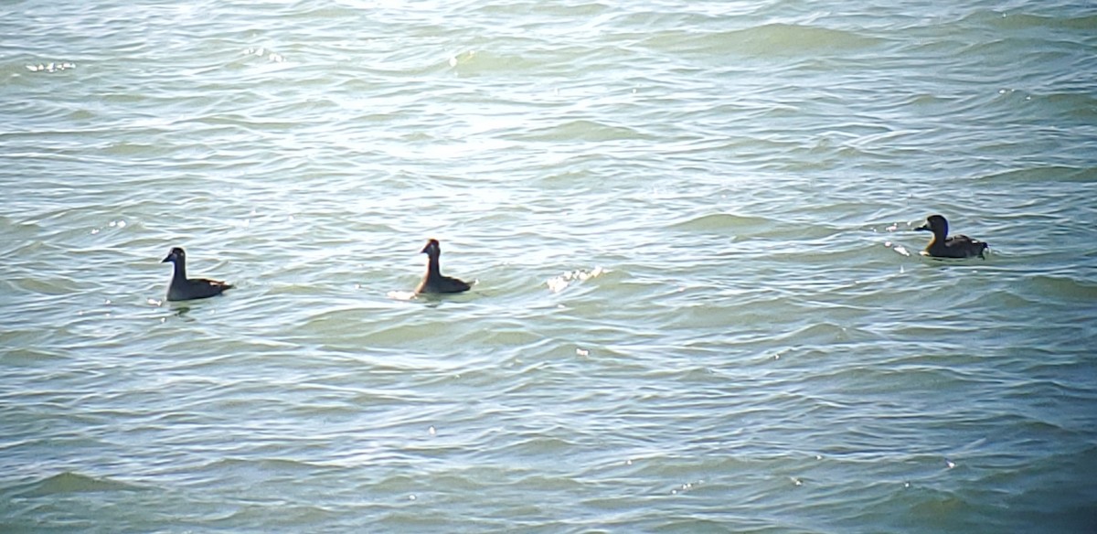 Surf Scoter - ML643326876