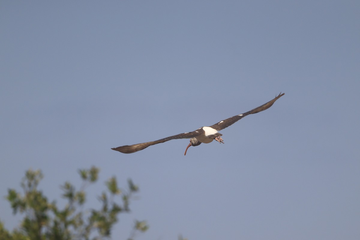 White Ibis - ML643326884
