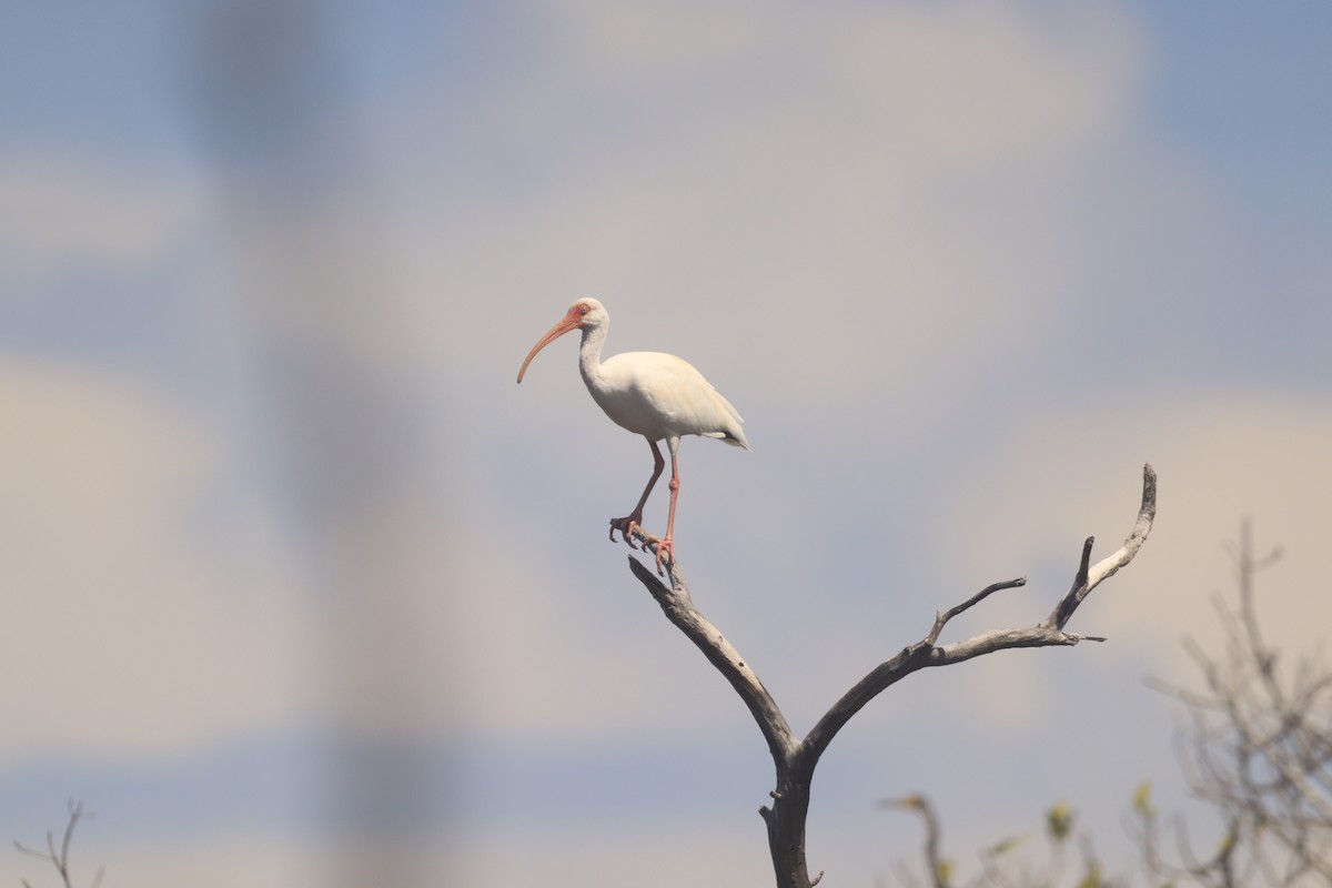 White Ibis - ML643326885