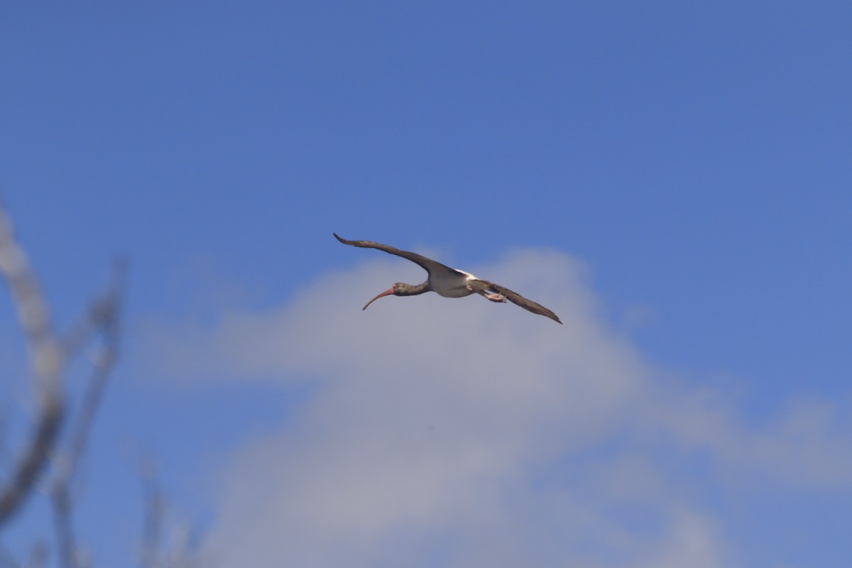 White Ibis - ML643326886