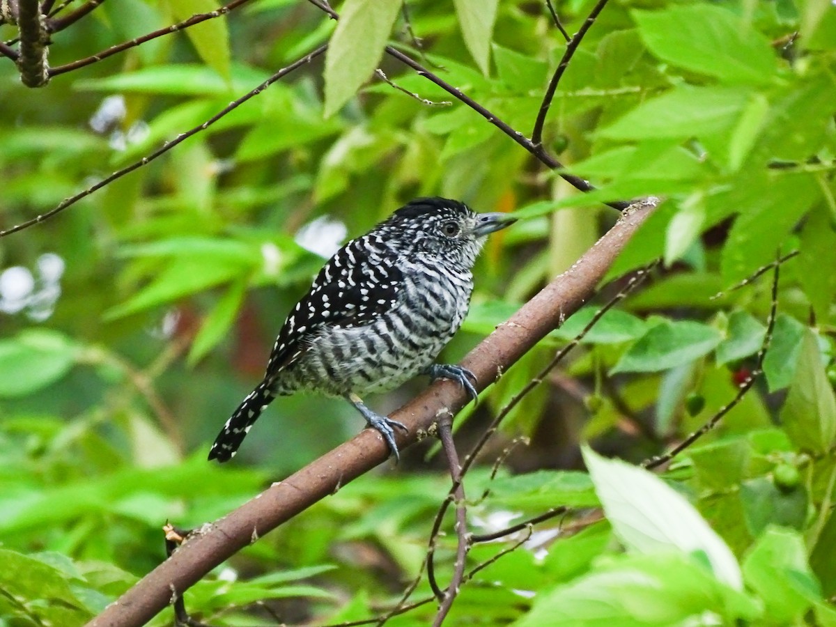 Barred Antshrike - ML643326887