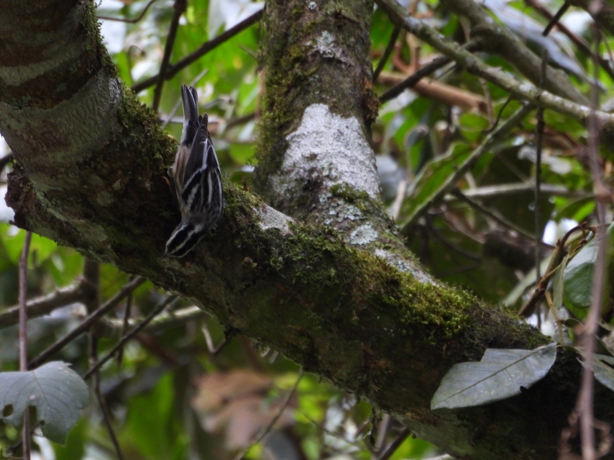 Black-and-white Warbler - ML643326890
