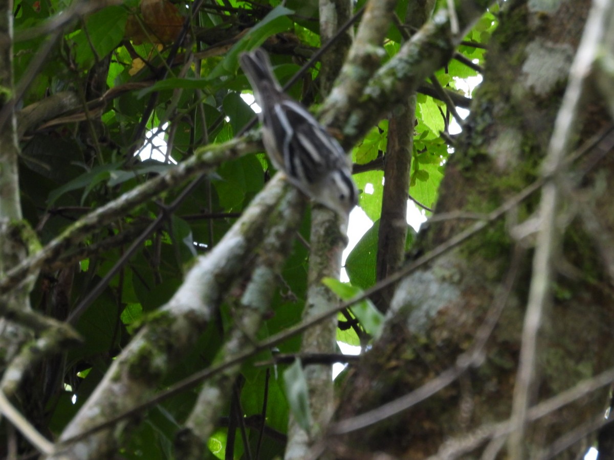 Black-and-white Warbler - ML643326891