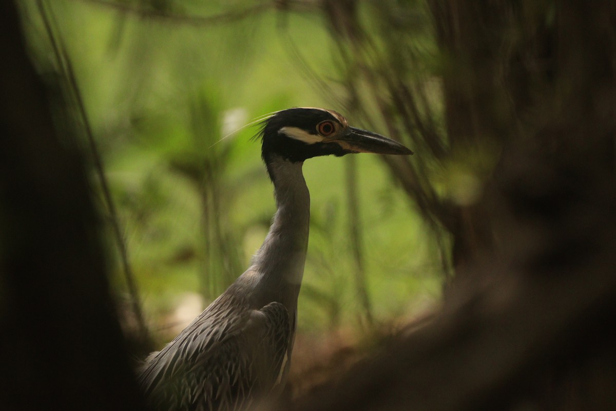 Yellow-crowned Night Heron - ML643326895