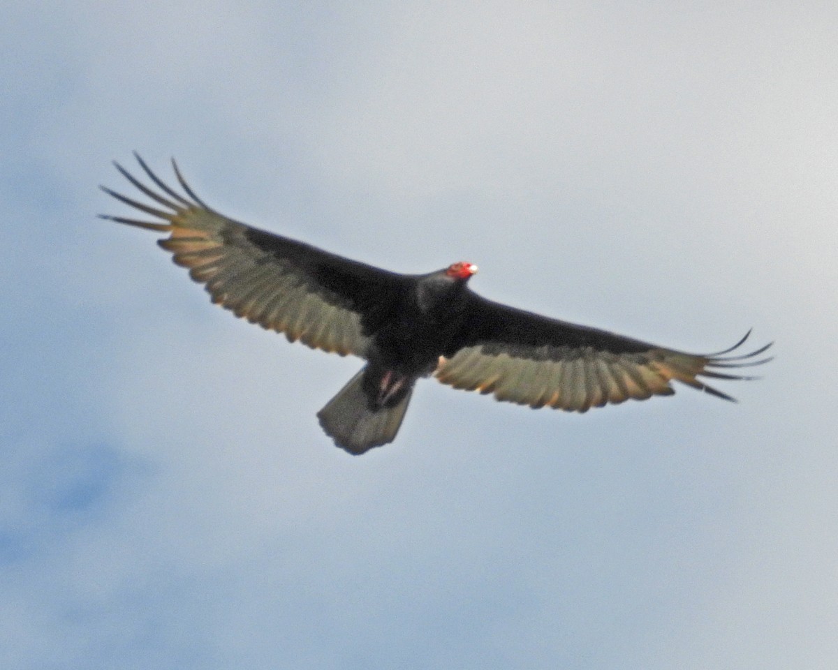 Urubu à tête rouge - ML643326913