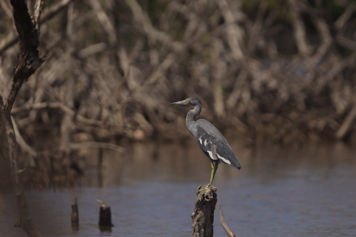 Little Blue Heron - ML643326936